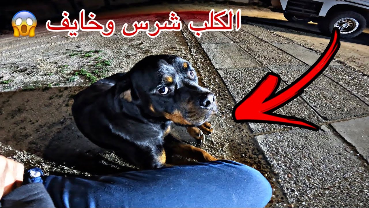 انقاذ كلب روت وايلر ضايع بالجزيره المهجوره 😨