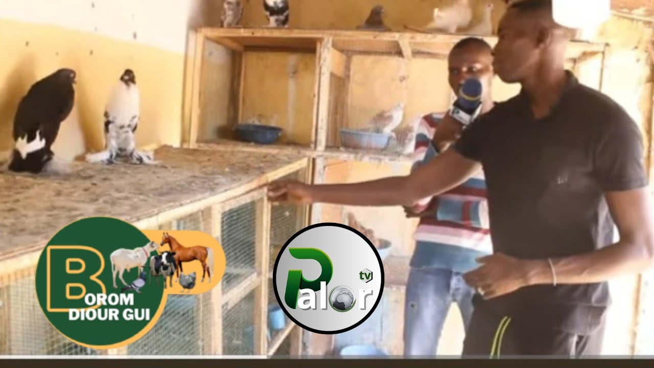 Borom Diourgui ak Line Le Boss a Mbour Chez Mouhamed Sonko numéro  04