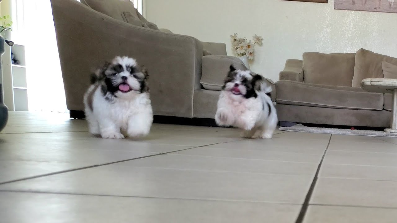 Cute Shih Tzu Puppies Brothers love Playing & Run around the House || Too Cute!