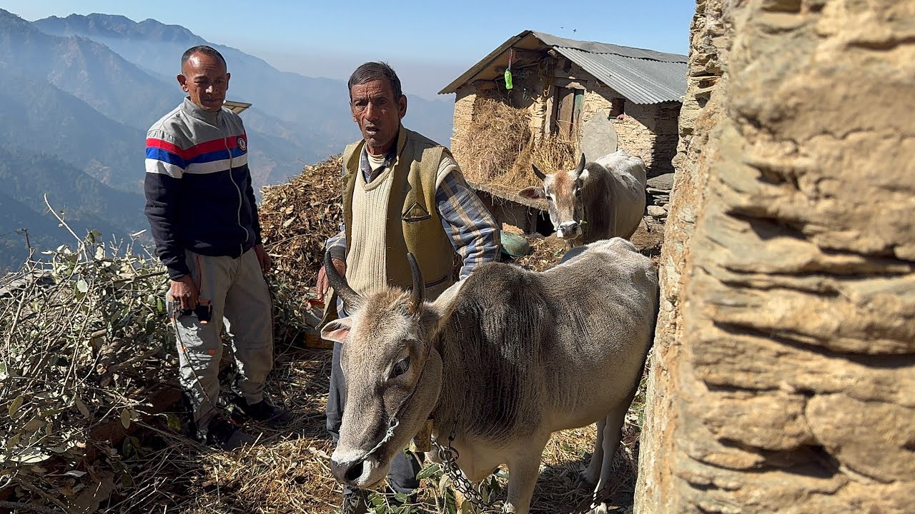 नए बैलों की जोड़ी पहले ही दिन भाग गई | पहाड़ी हालिया | पुराने बैलों की घर वापसी | 