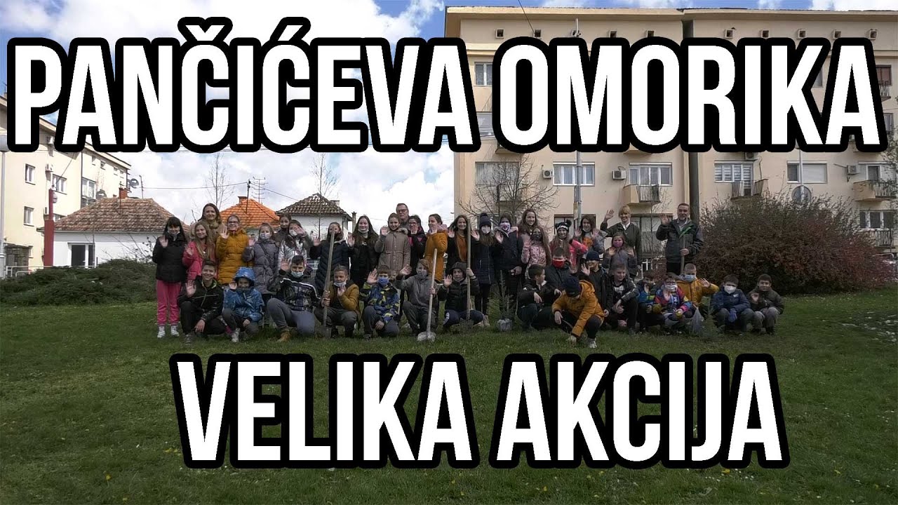 Pančićeva omorika-specijalan projekat