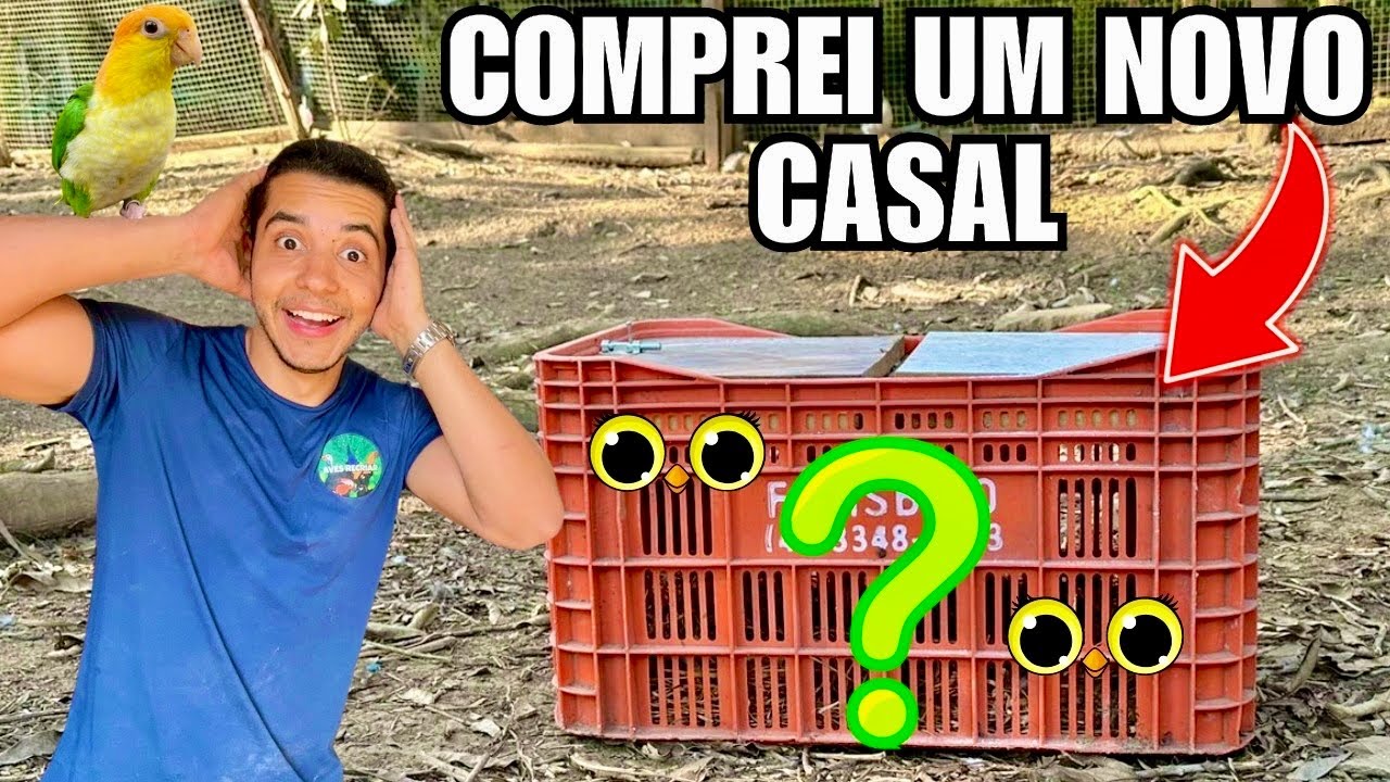 Comprei um SUPER casal de galinha ko-Shamo, QUANTO CUSTOU ? | Organizando a Criação | Aves Recriar