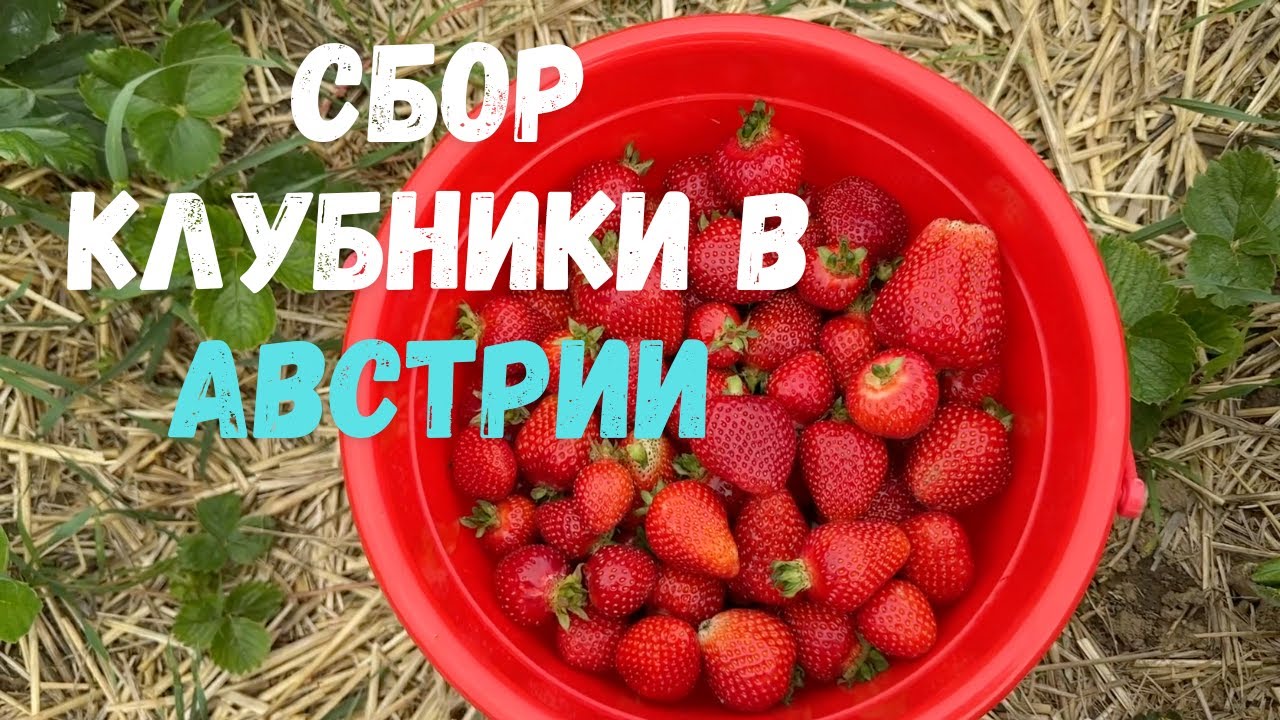 СОБИРАЮ КЛУБНИКУ В АВСТРИИ