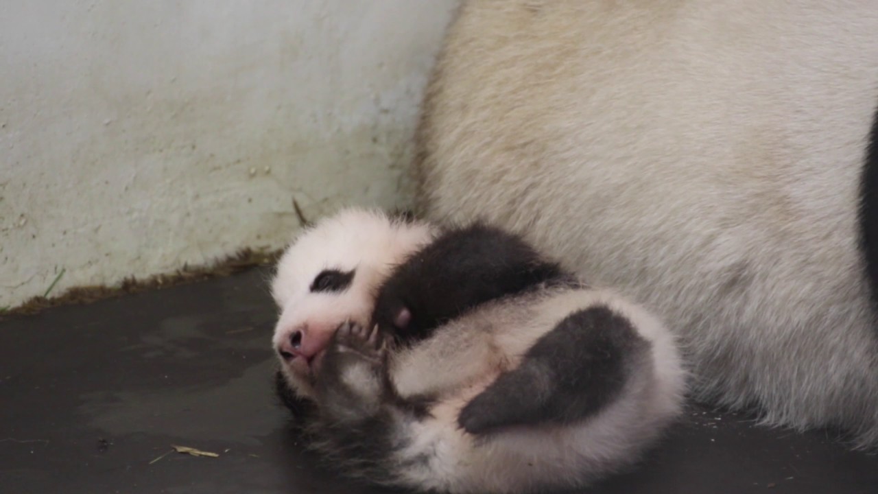 Tian Bao : 1er anniversaire - 1ste verjaardag - 1st birthday