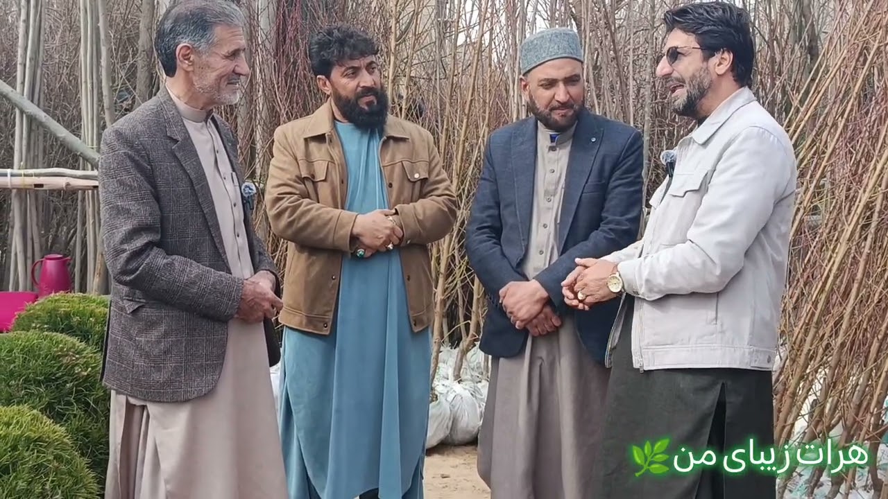 غرص نهال بافرا رسیدن بهار  