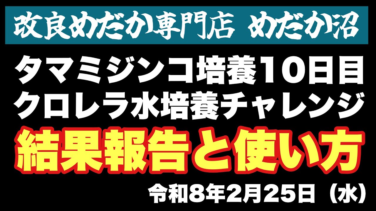 【めだか】タマミジンコ培養10日目&クロレラ水培養結果報告とミジンコのちょっとした使い方…めだか沼2026.2.25