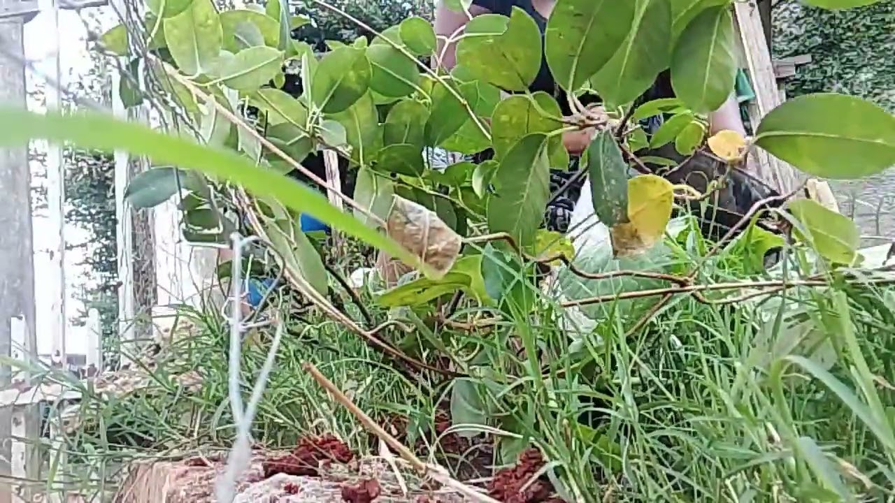 FUI PRA ROÇA Plantar.. O GRAMA QUER TOMAR CONTA 🌱🌱