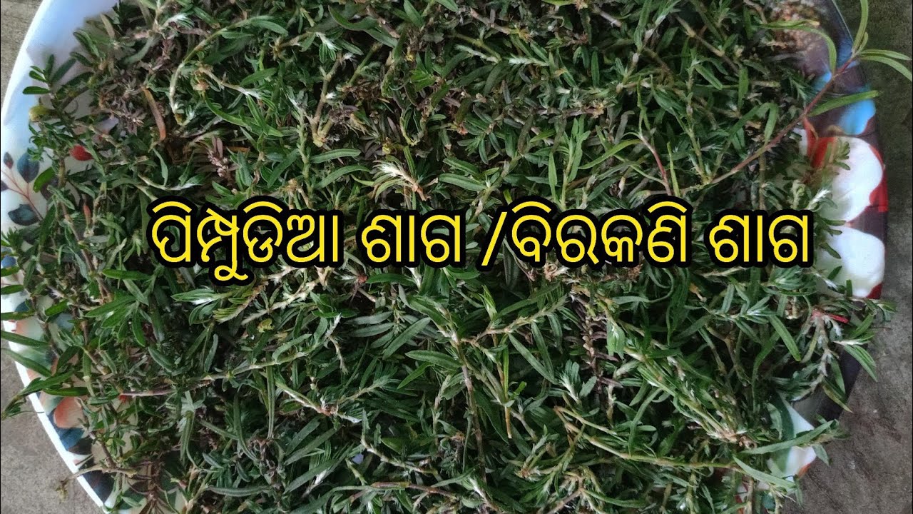 PIMPUDIA SAGH RECIPE // Birkoni sagh recipe // Cooking Vlogs // Indian Tribal peoples nice recipe 