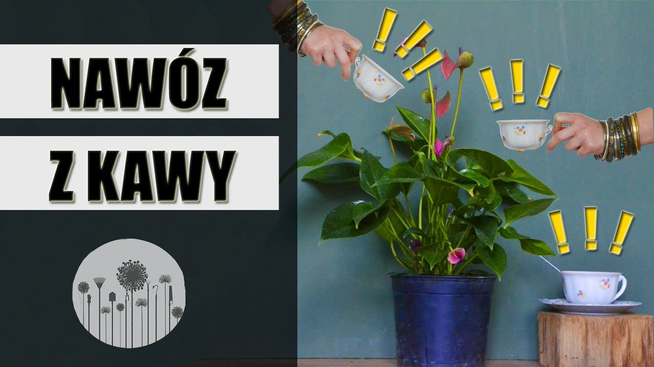 Jak wykorzystać FUSY PO KAWIE w domu i ogrodzie ? Jak zrobić nawóz z fusów kawy ?