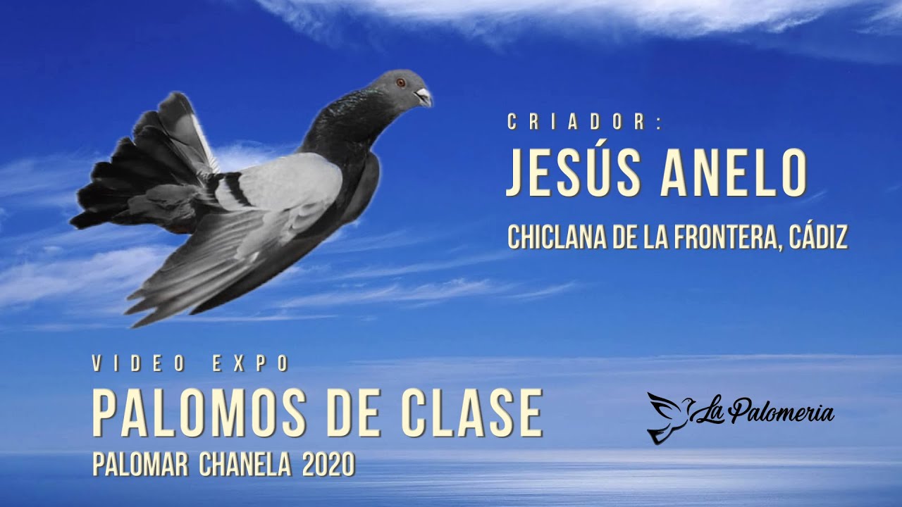 Palomos de Clase El Chanela vol 09