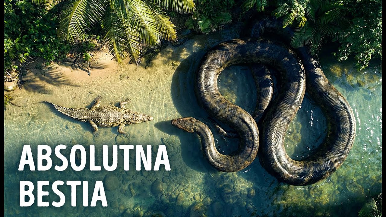 Węże tak przerażające, że nawet Titanoboa nie był najgorszy