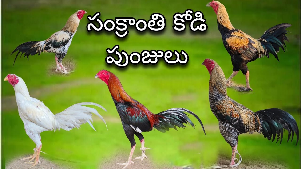 #KVR BREEDES#9515419334#bhimavaram chicks#peru cross chicks#chicks#patta punjulu#birds#chicken#viral