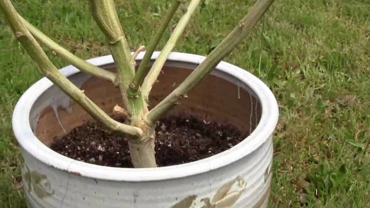 Skeleton of a SCROG cannabis plant