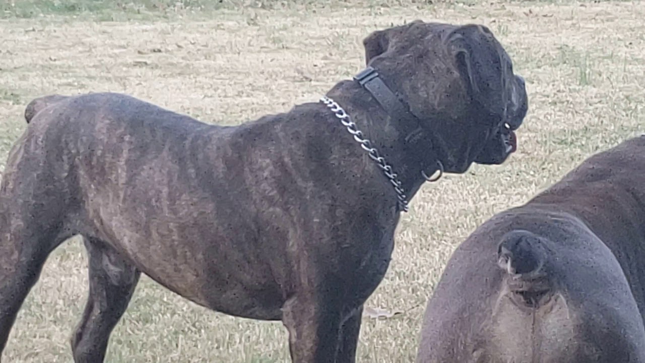 South African Boerboels