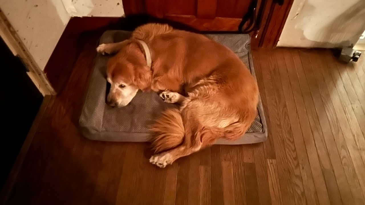 NEW DOG BED