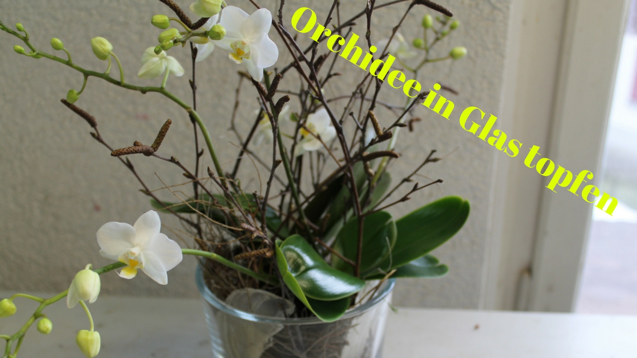 DIY: Orchidee im Glas simpel & einfach eintopfen