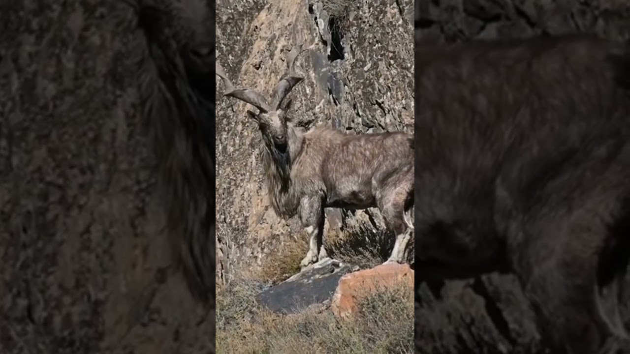 Markhor with majestic horns | national animal of Pakistan #youtubeshorts