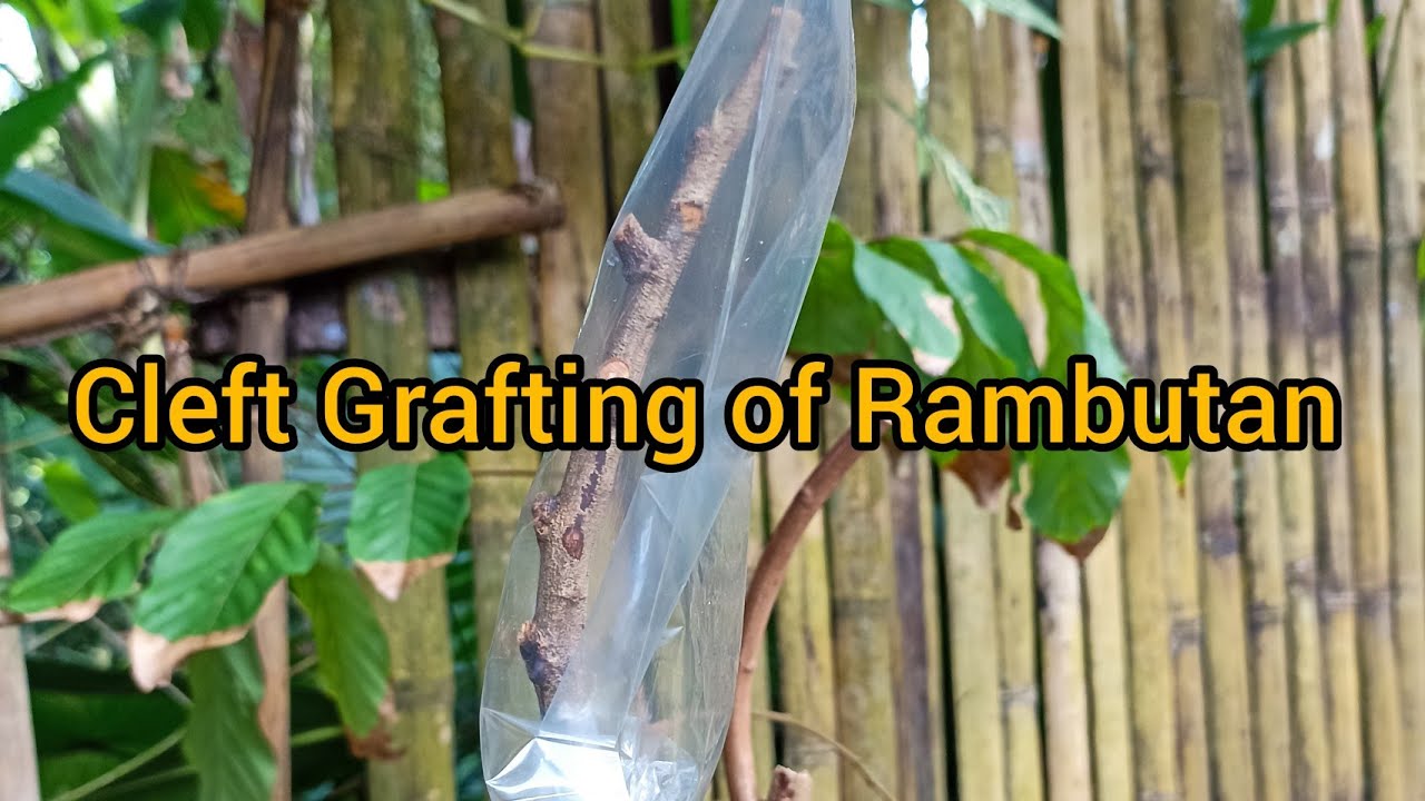CLEFT GRAFTING OF RAMBUTAN