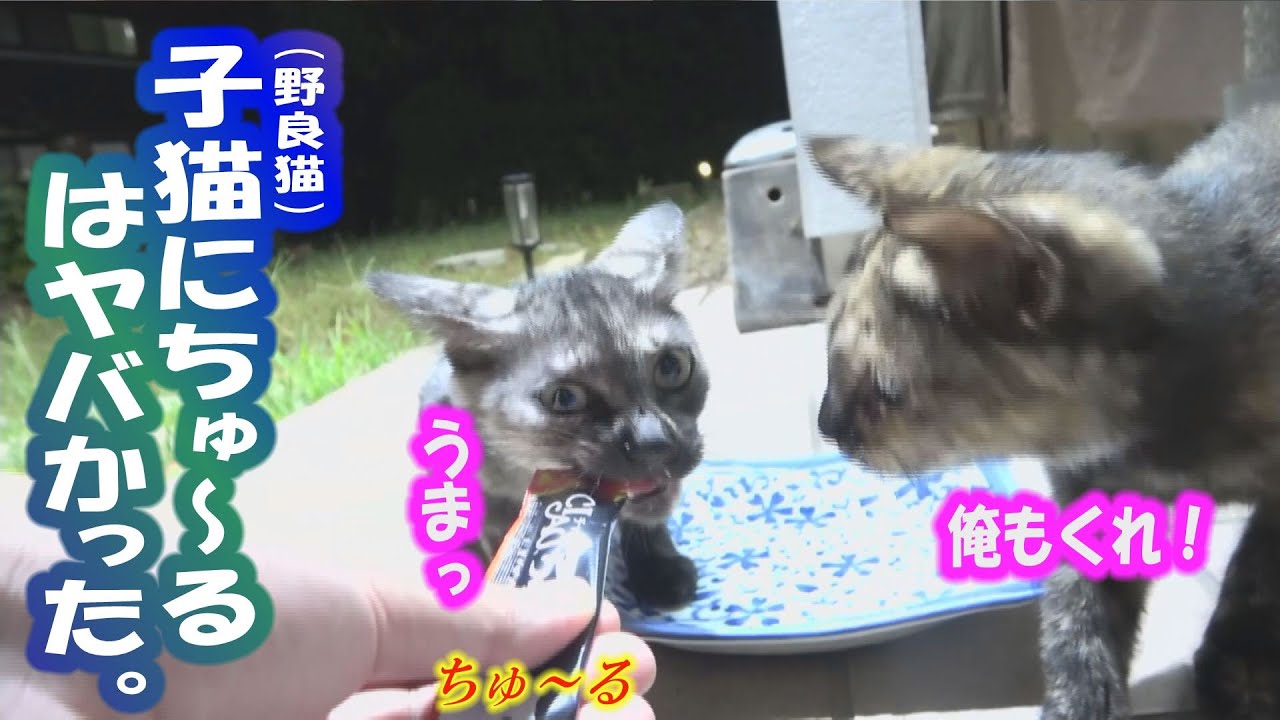 狐と狸と猫が来る家DAY24 野良猫に ちゅ〜る をあげてみました。子猫たちはちゅ〜るに夢中です。