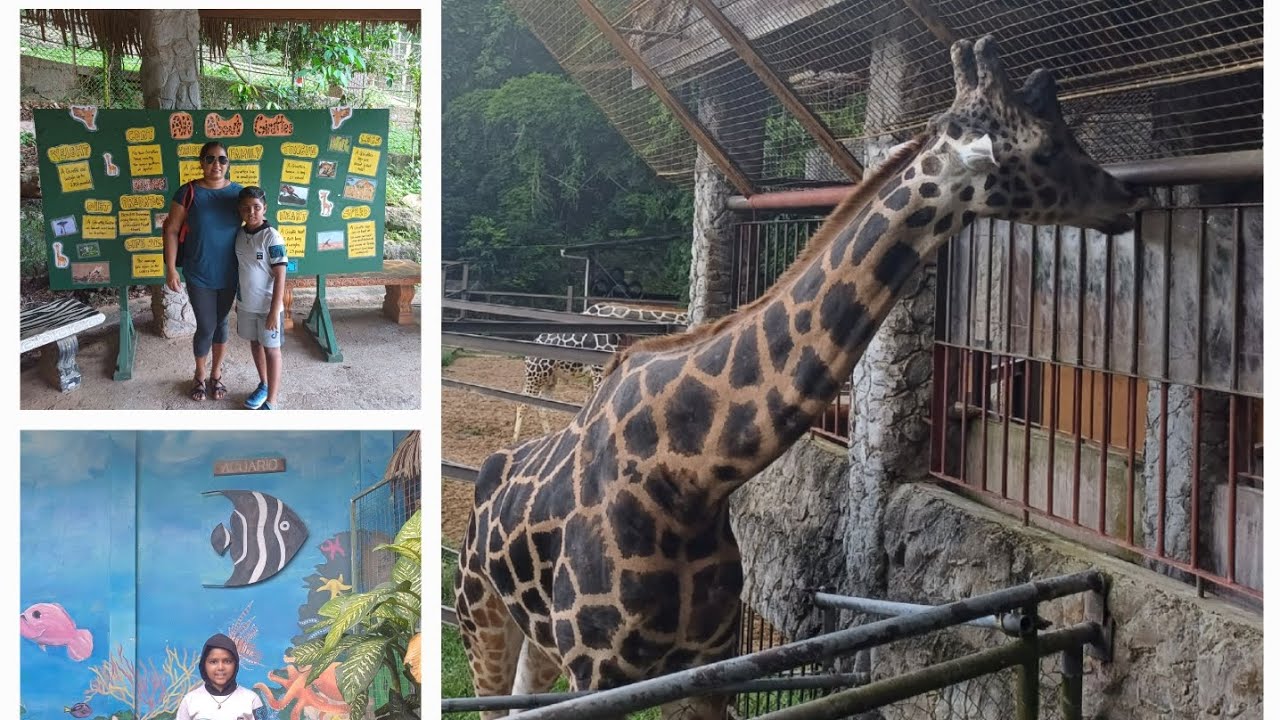 Emperor Valley Zoo in Trinidad, enjoying summer vaca