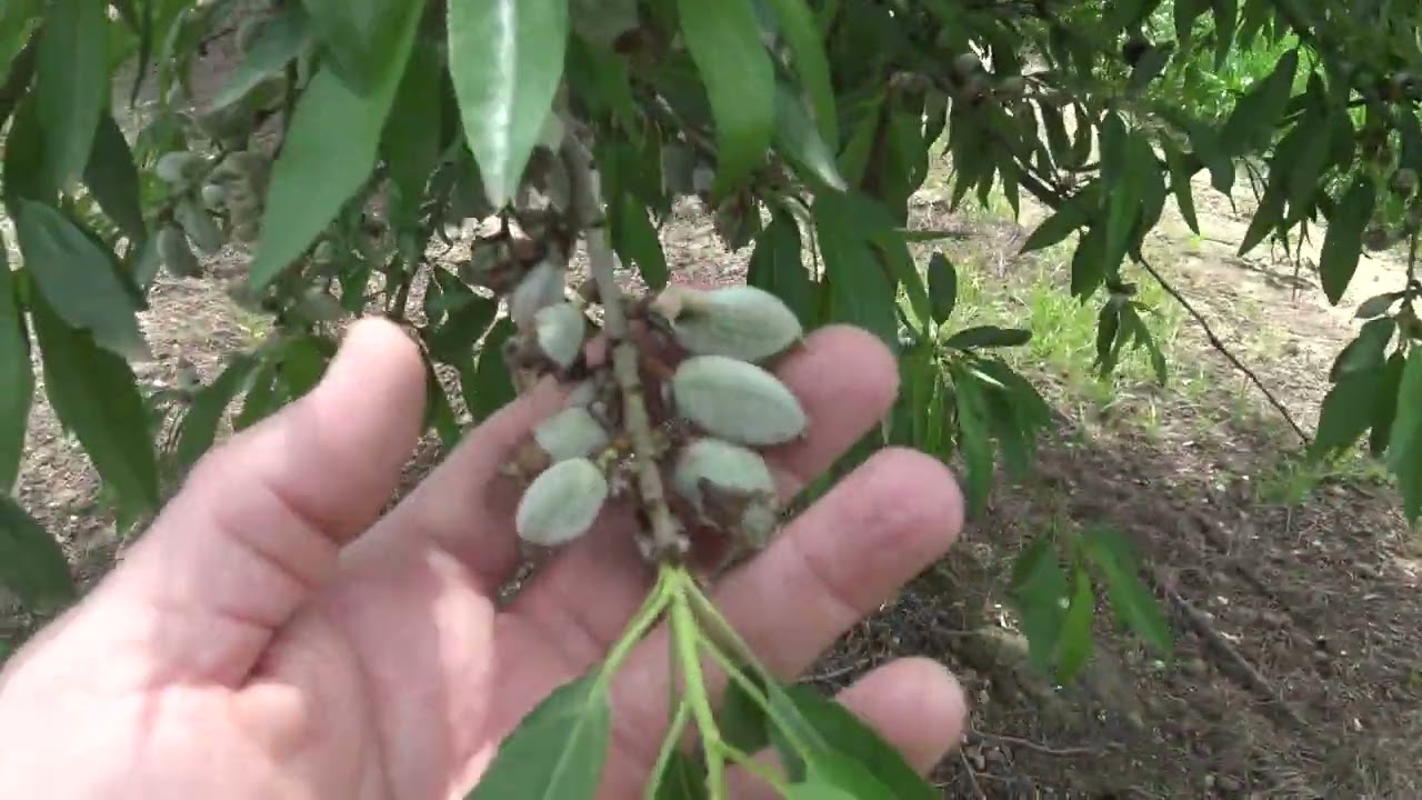 Almendro Makako Riego Almodovar del Río Córdoba 2022