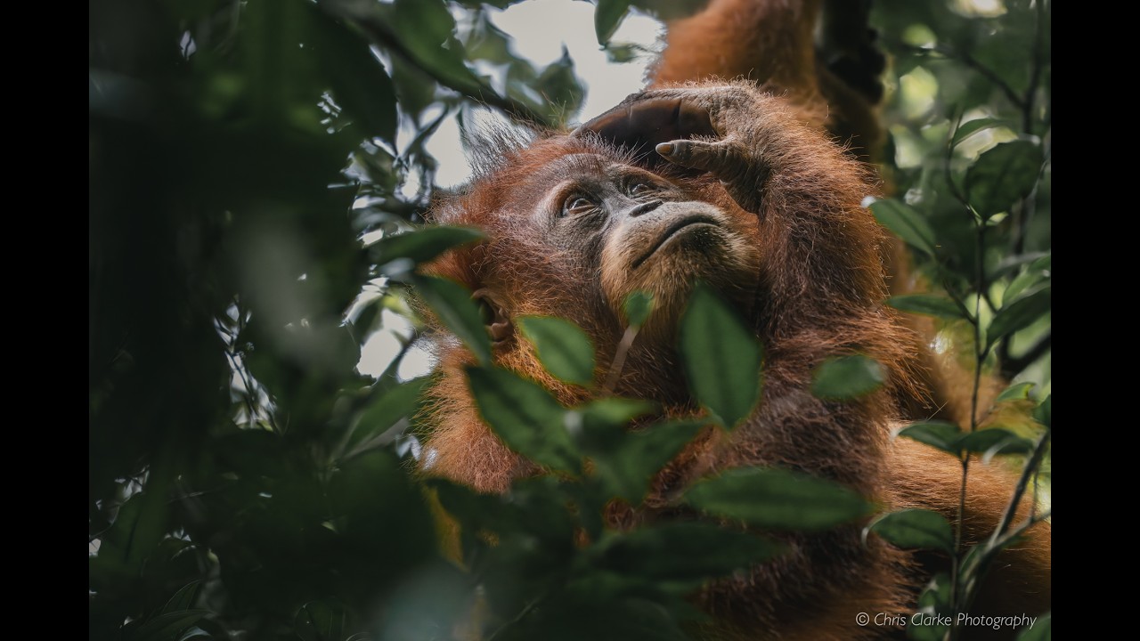 Saving Sumatra: Protecting Wildlife and Empowering Communities 🌿🦧