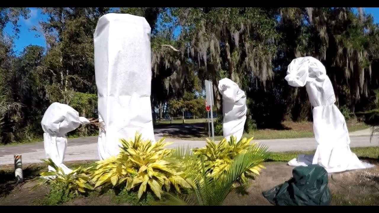 How to cold protect palms