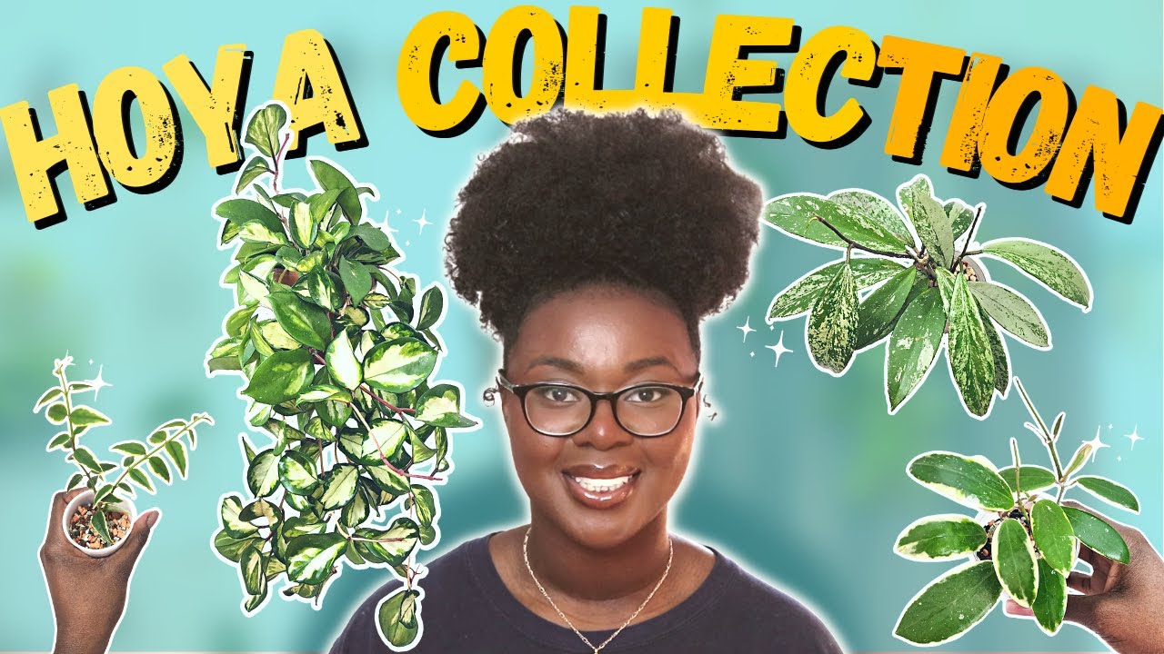 My 2023 Hoya Collection Tour!🌱 | Why These Hoyas Are THRIVING!✨