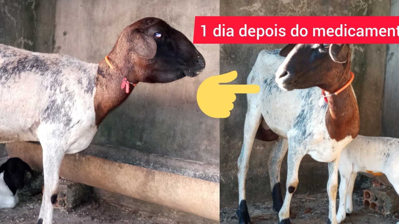 Ovelha pariu ja com papeira (anemia, verminose) veja o que fiz.