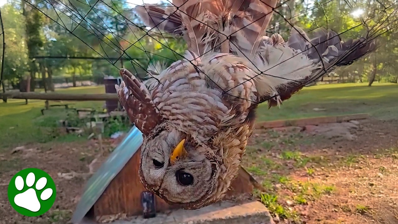 That final look of gratitude from the owl 🥹❤️