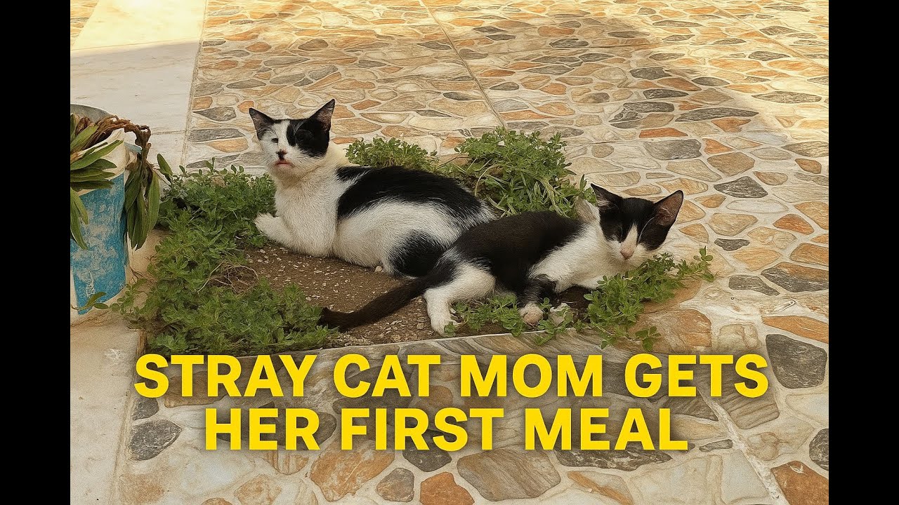 Stray Cat Mom Gets Her First Meal
