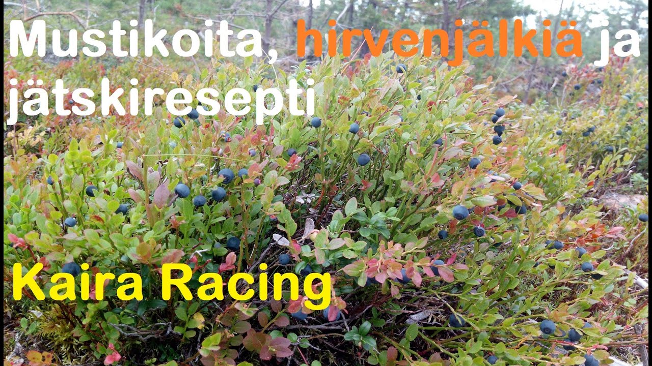 mustikkaseikkailua, hirvenjälkiä ja jätskireseptiä
