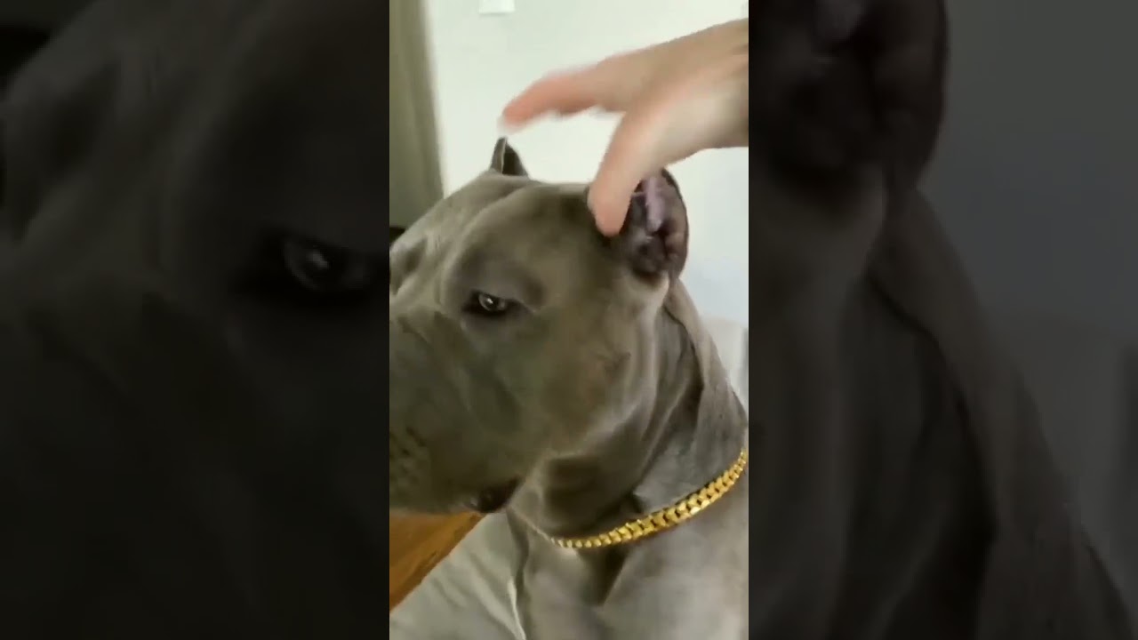 Pitbulls are just BIG squeaky toys 