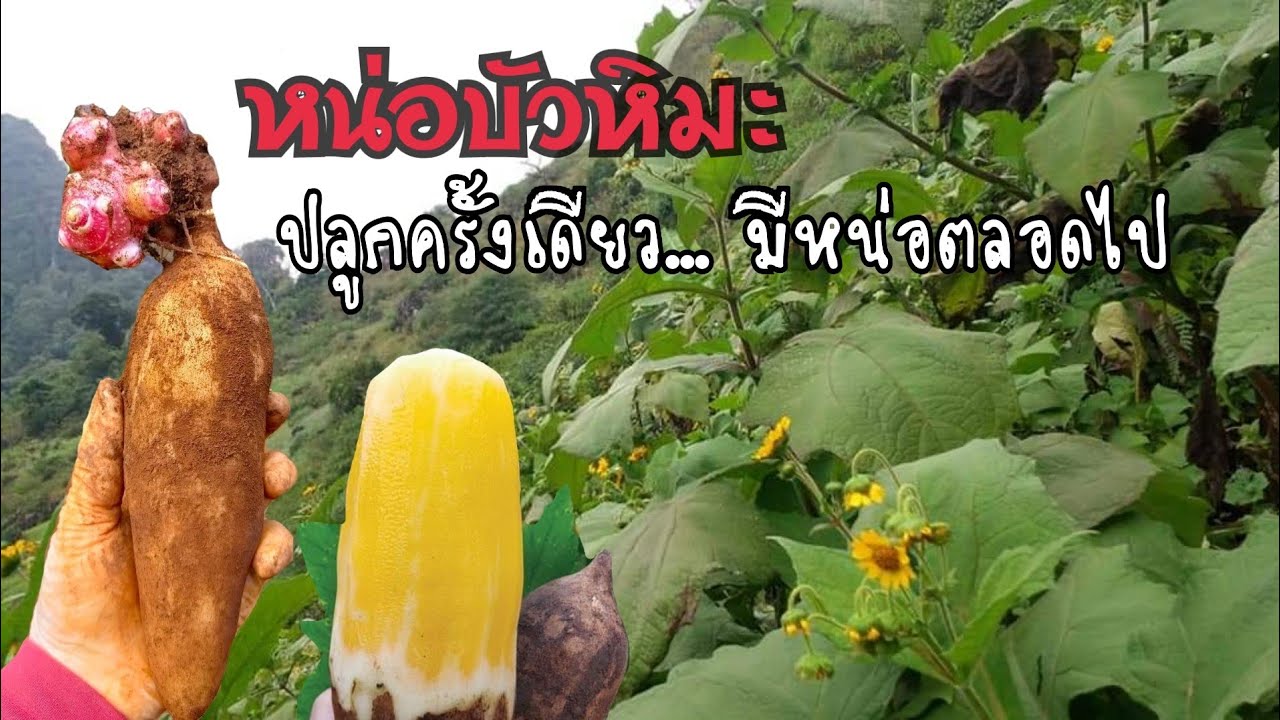 หน่อบัวหิมะ ลงทุนครั้งเดียวมีหน่อขยายพันธ์ุตลอดไป