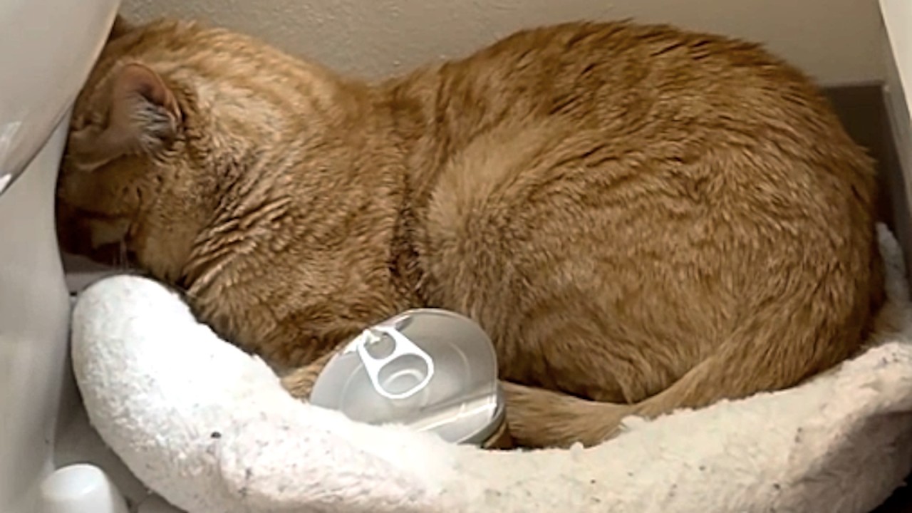 I took a shy shelter cat home. Here's what happened.
