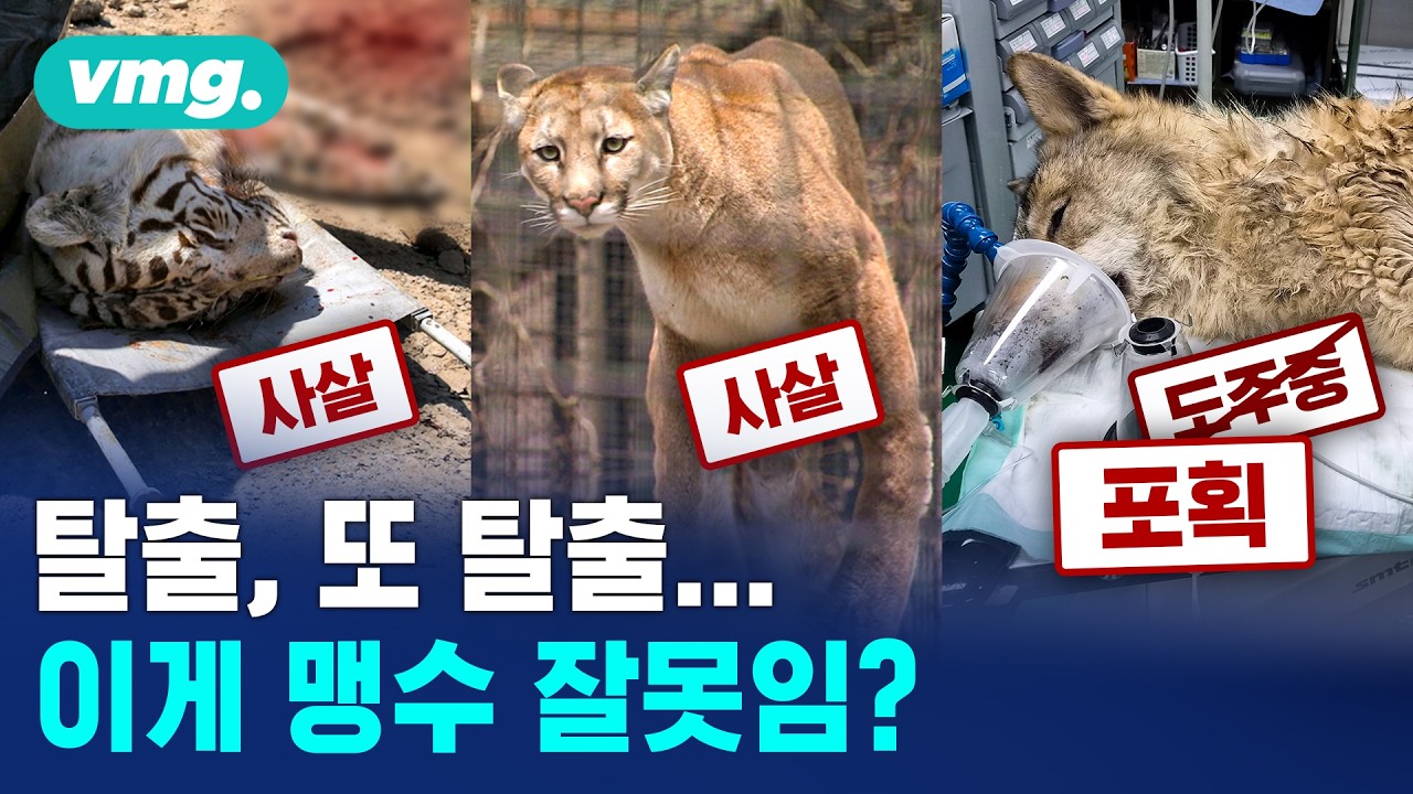 동물은 나가고 싶다.. 잇따른 탈출, 누구 잘못임? / 비디오머그