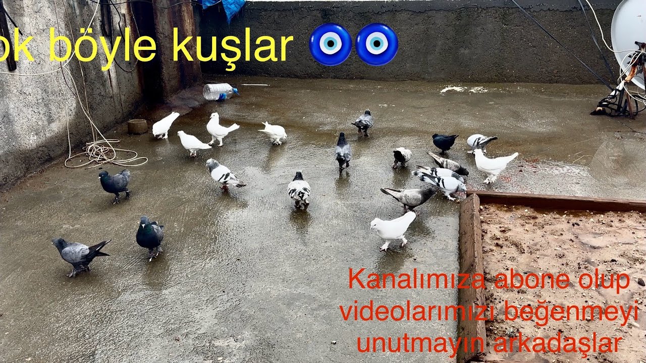 Tüm kuşlarımız eşhane savaşı yapıyor yağmurlardan dolayı güvercinlerimiz içerde kafayı yedi
