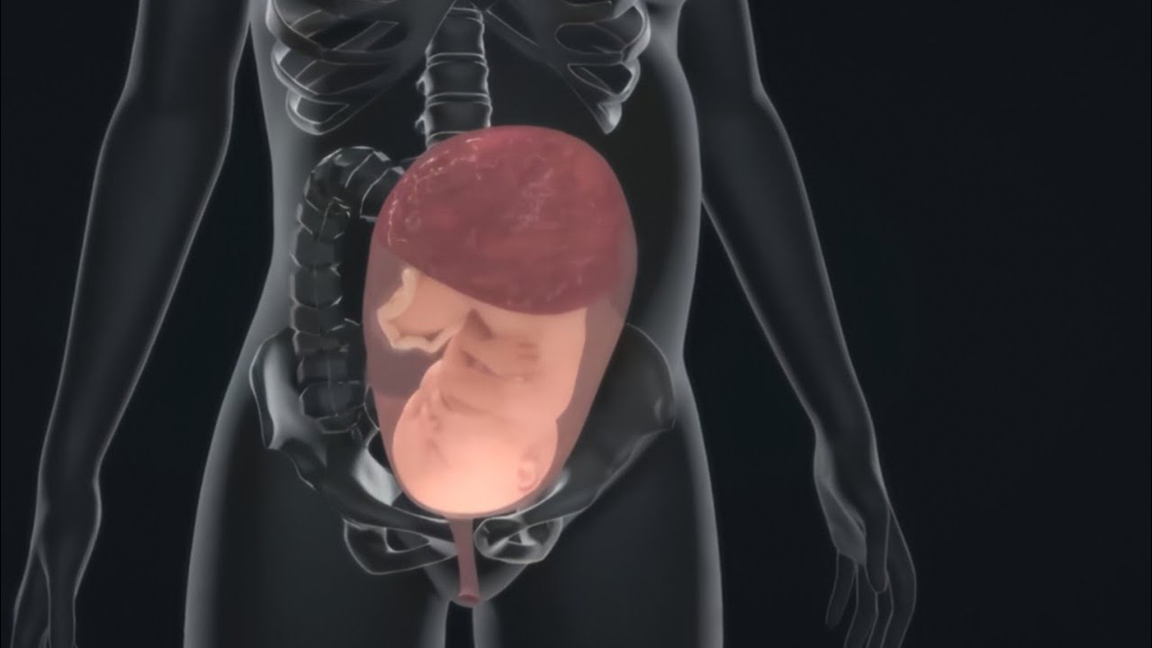 Fetal Development from 1-9 Months and the Birth Process to First Feeding #education #medicine