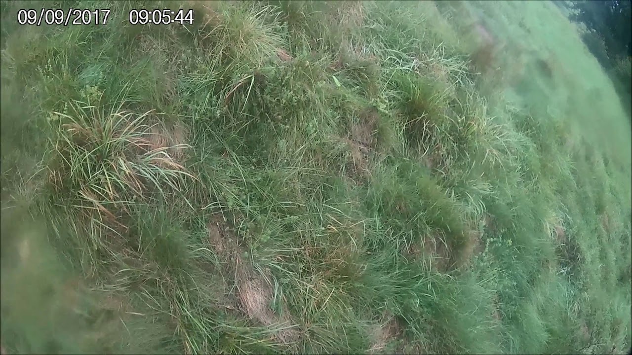 Nachsuche Schwarzwild mit halten und abfangen