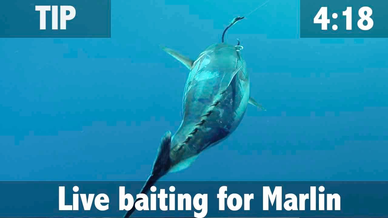 Live baiting for Marlin