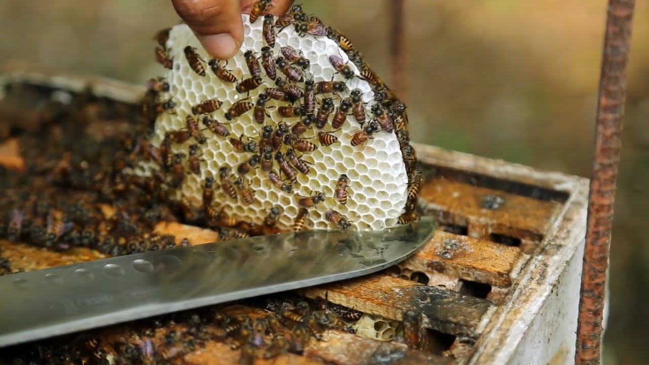 തേനീച്ചയെ എങ്ങനെ സെറ്റു പിരിക്കാം