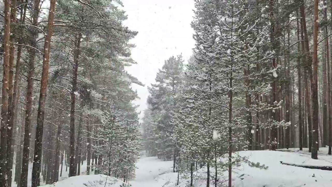 Heavy Snowfall in the Deep Forest - Winter Forest Ambience