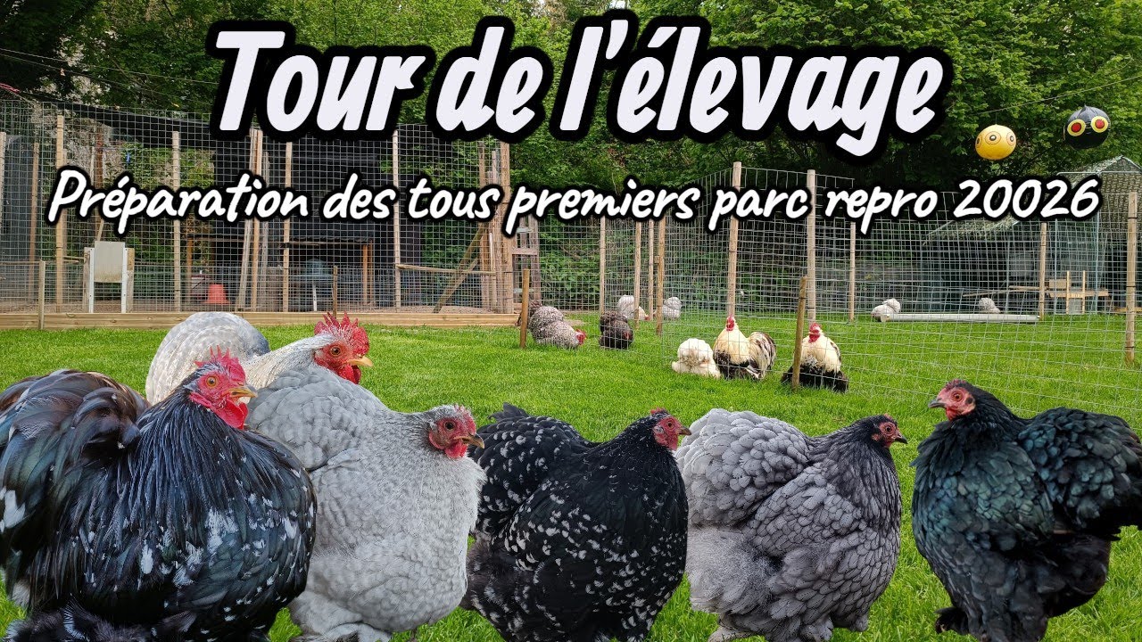 Le tour de l'élevage préparation des parcs repro 2026 