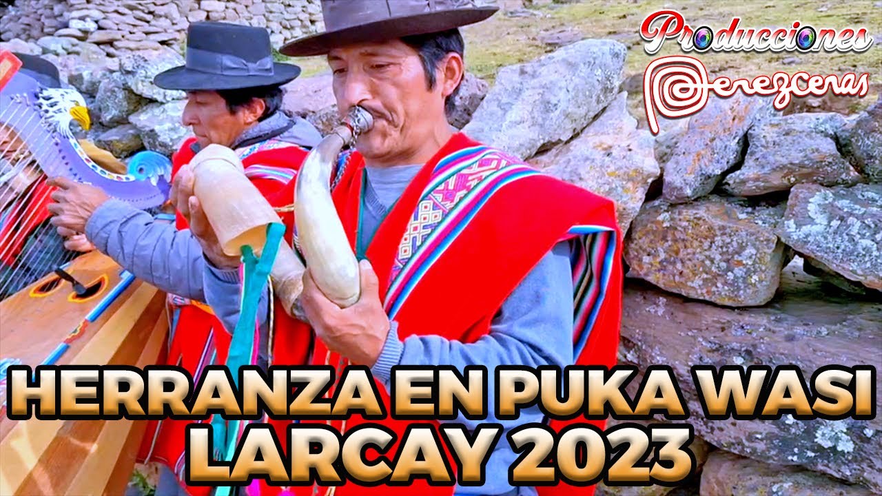 Herranza de Vacas en PUKA WASI _ QATUN URCCU _ LARCAY 2023 _ Familia ASTOQUILCA RODAS 🎶