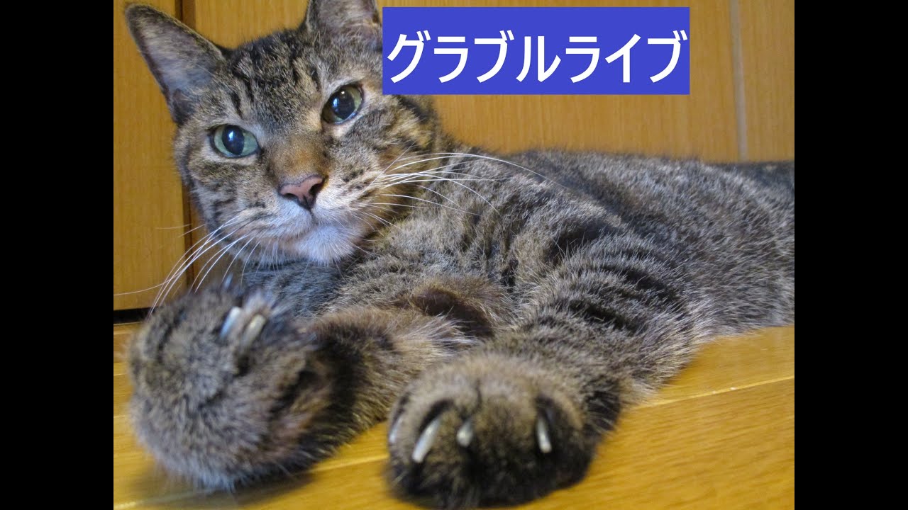 ＃グラブル　突然おすそ分けライブ　天元２戦、ルシゼロ２戦したら終了　ライブ：１２６６　０３月２０日　金曜日