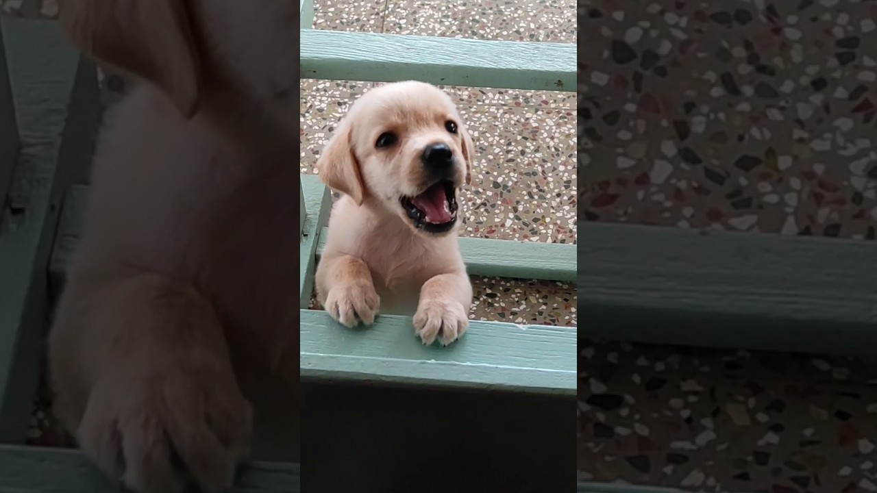 puppy sound🐶Labrador puppy barking sound🔊lab puppy funny shorts #shorts #dog #dogs #puppy #ytshorts