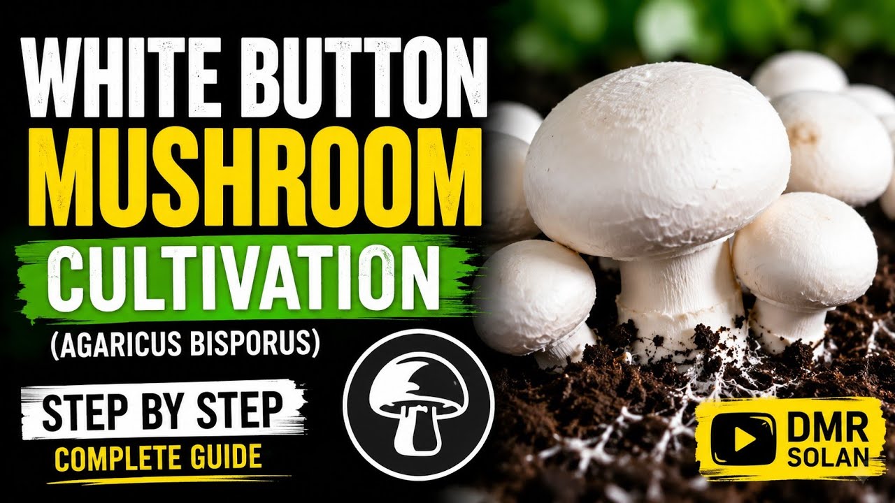Выращивание шампиньона двуспорового (Agaricus bisporus) — DMR Solan