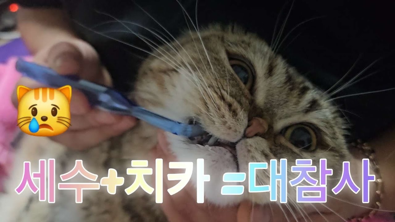 치카 잘하는 냥이  보셨나요?