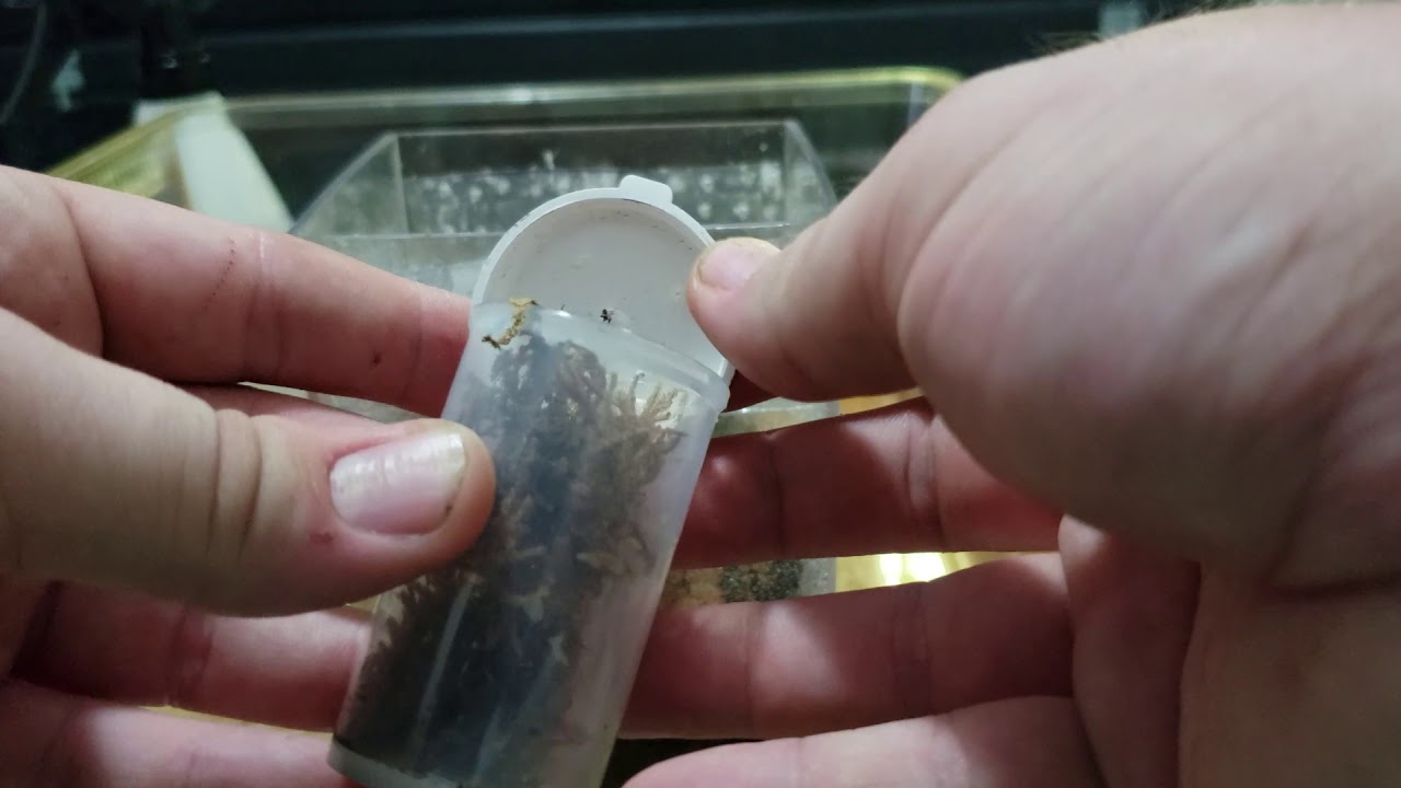 Latrodectus Hesperus (Western Black Widow)Rehouse with Accidental Handling