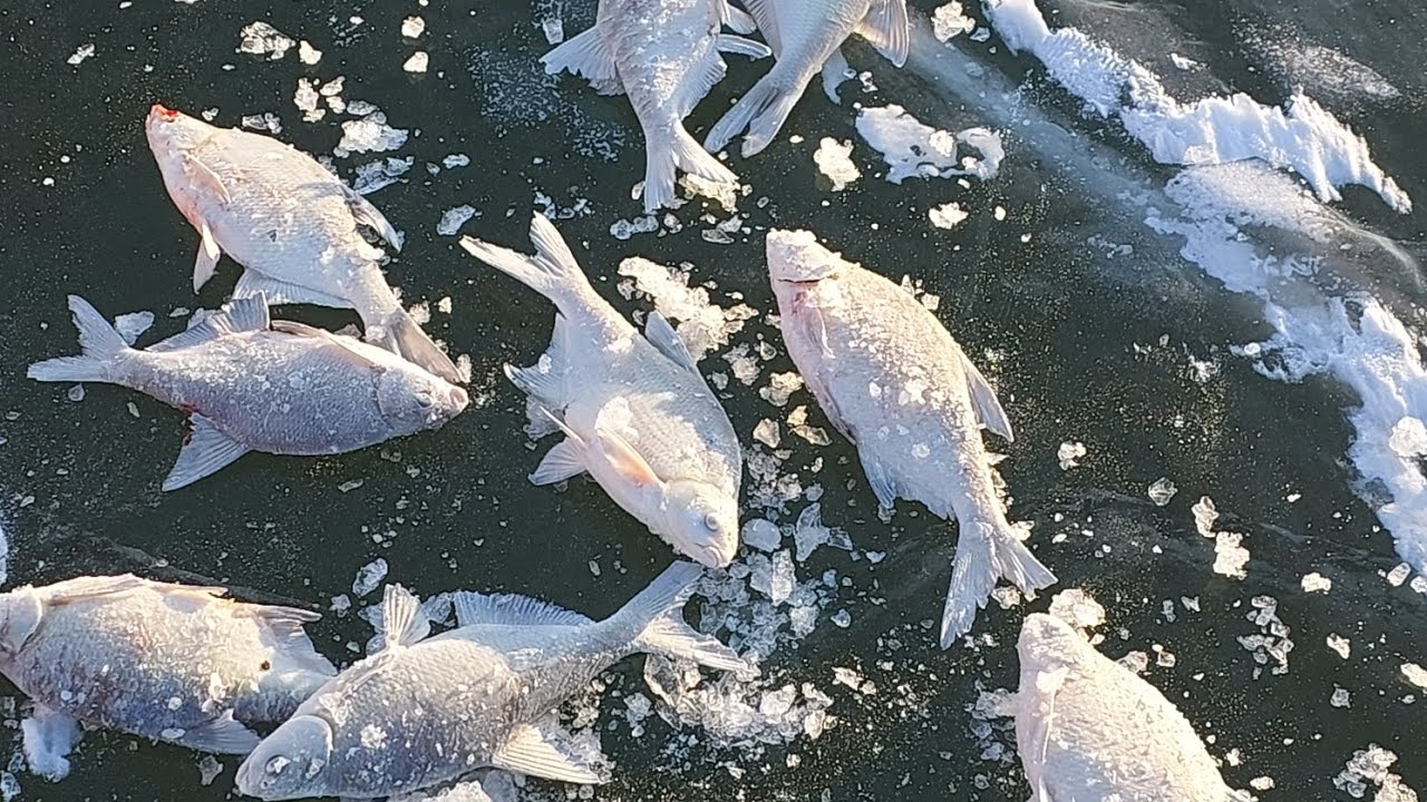 Открытие сезона на Топаре .Шерубайнуринское Водохранилище#18.01.2026 ВЫЕЗД НА ЛЕЩА.